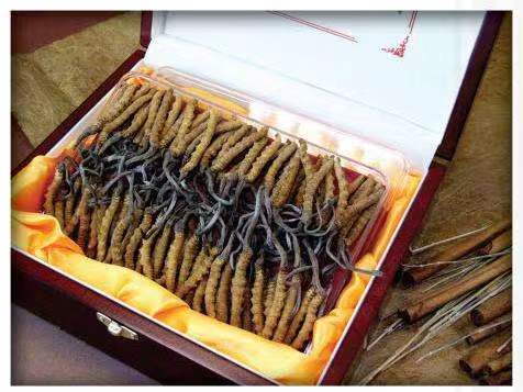 铺前镇冬虫夏草回收